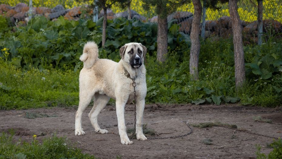 Turkish store karabash dog